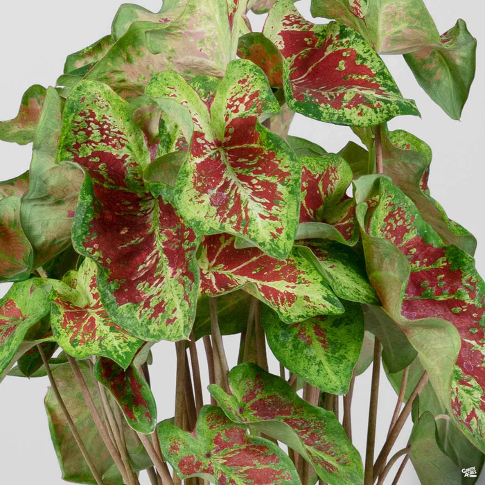 3281-caladium-5.webp Caladium