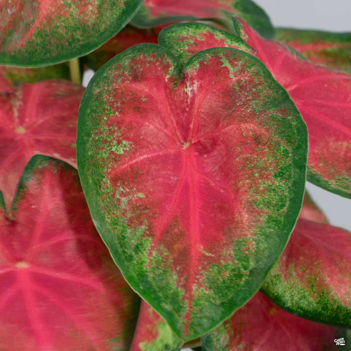3281-caladium-6.webp Caladium