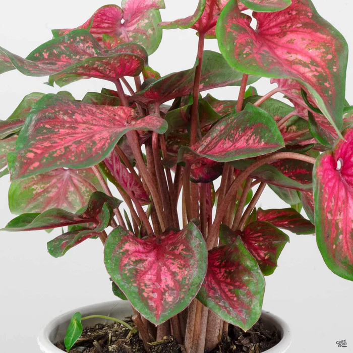 3281-caladium-7.webp Caladium