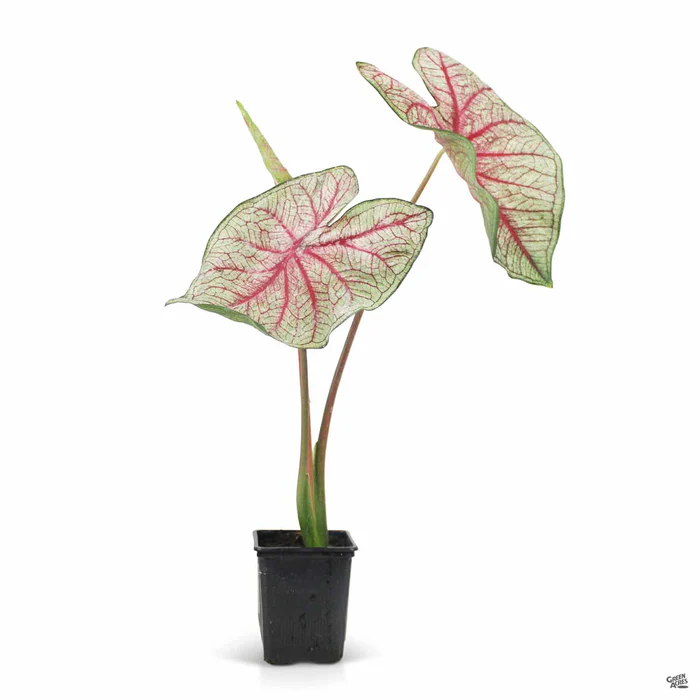 3281-caladium-8.webp Caladium