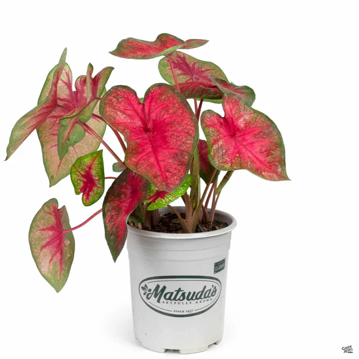 3281-caladium-9.webp Caladium