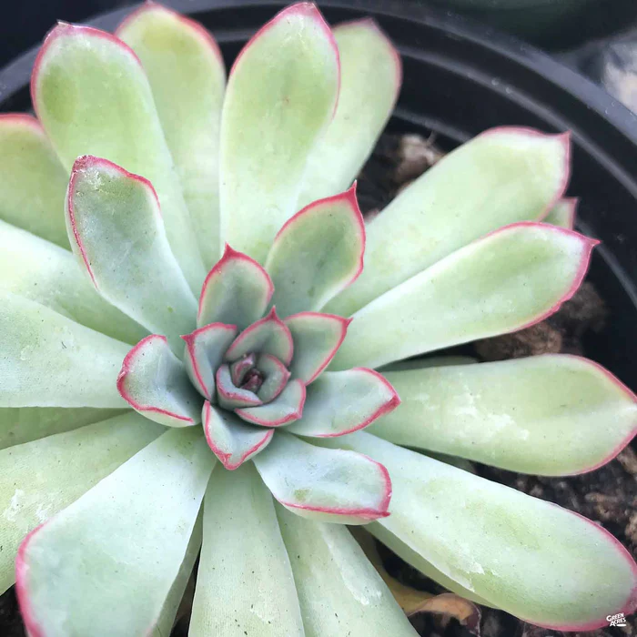 3284-echeveria-pulidonis-1.webp Echeveria 'Pulidonis'