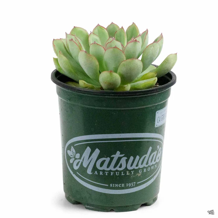 3284-echeveria-pulidonis-2.webp Echeveria 'Pulidonis'