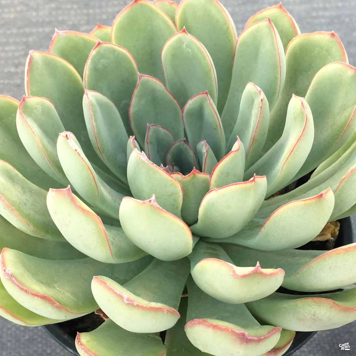 3284-echeveria-pulidonis-3.webp Echeveria 'Pulidonis'