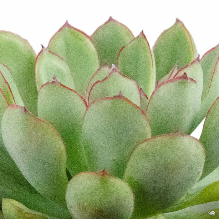 3284-echeveria-pulidonis-4.jpg Echeveria 'Pulidonis'
