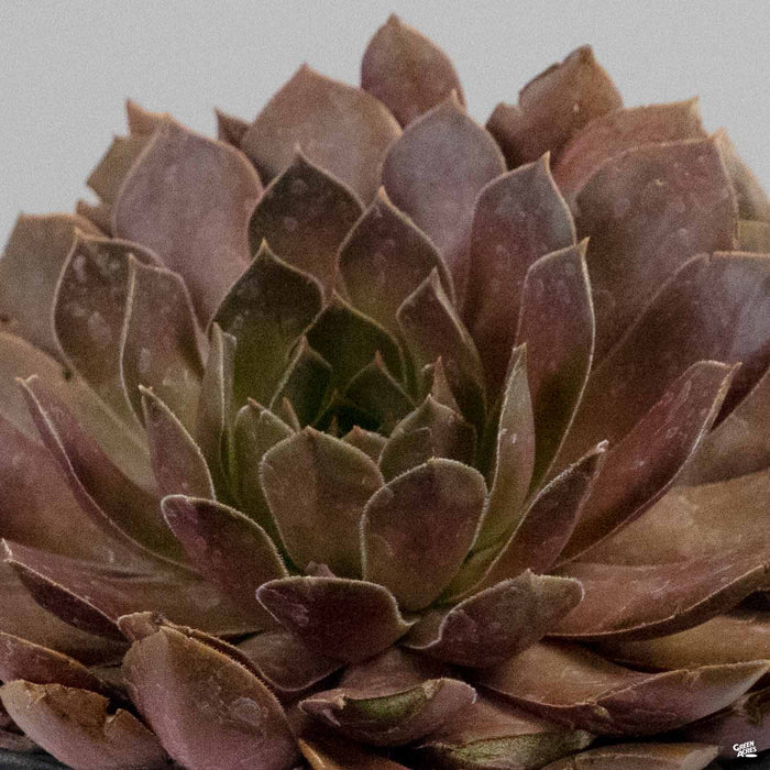 Sempervivum 'Chocolate Kiss'