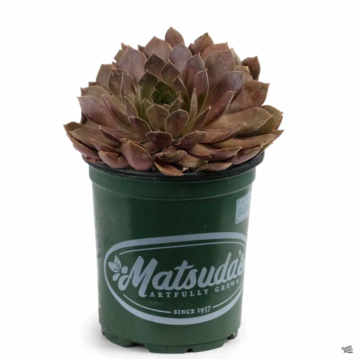 Sempervivum 'Chocolate Kiss'