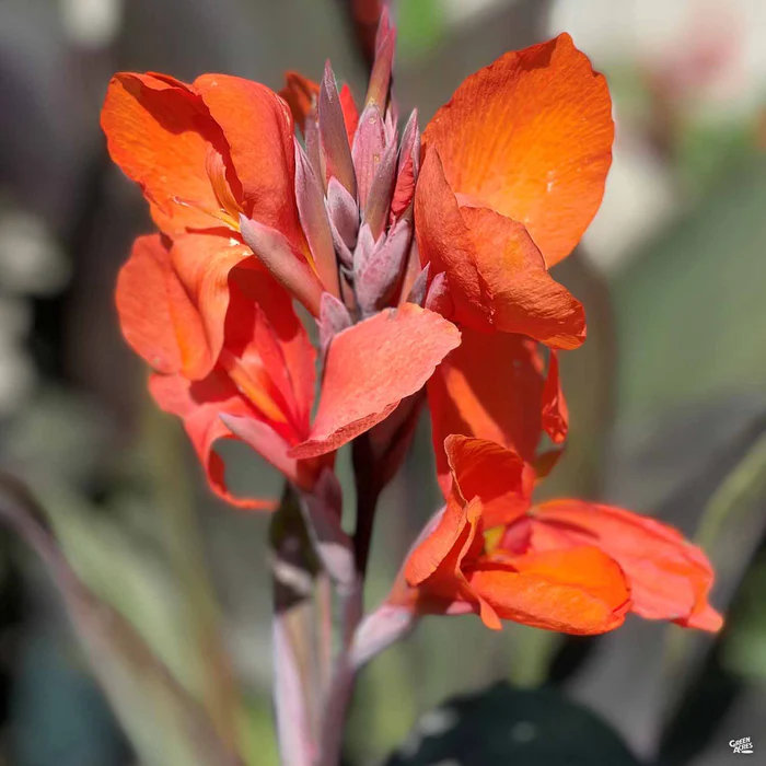 Cannova Canna Lily