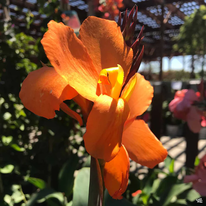Cannova Canna Lily