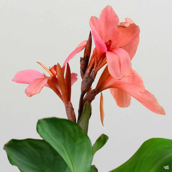 Cannova Canna Lily