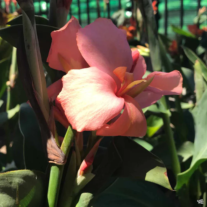 Cannova Canna Lily