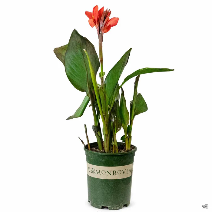 Cannova Canna Lily