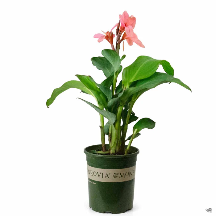 Cannova Canna Lily