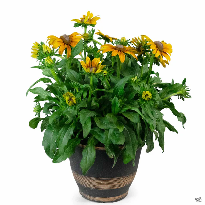 3291-summer-patio-color-cache-1.webp Summer Patio Color Cache
