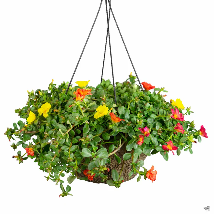 3292-hanging-basket-10-1.webp Hanging Basket 10"