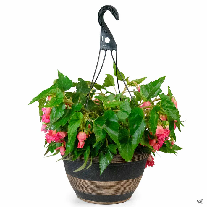 3292-hanging-basket-10-2.webp Hanging Basket 10"