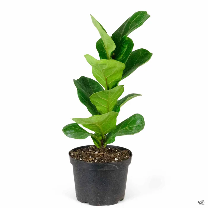 Fiddle Leaf Fig 'Little Sunshine'