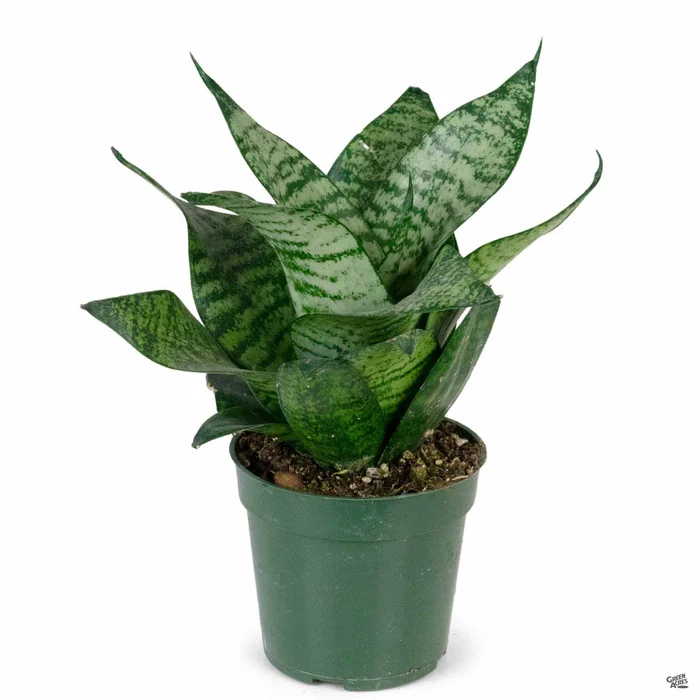 Sansevieria 'Green Hahnii'