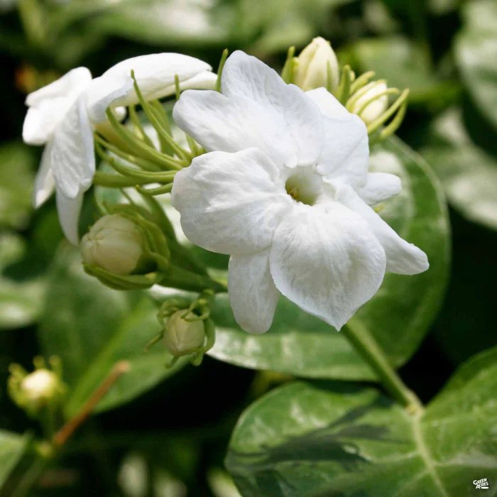 Arabian Jasmine