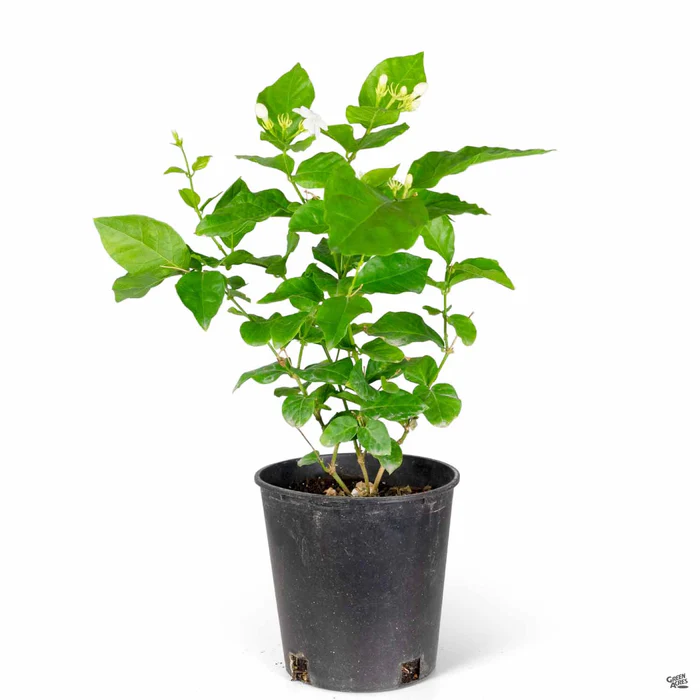 3297-arabian-jasmine-2.webp Arabian Jasmine