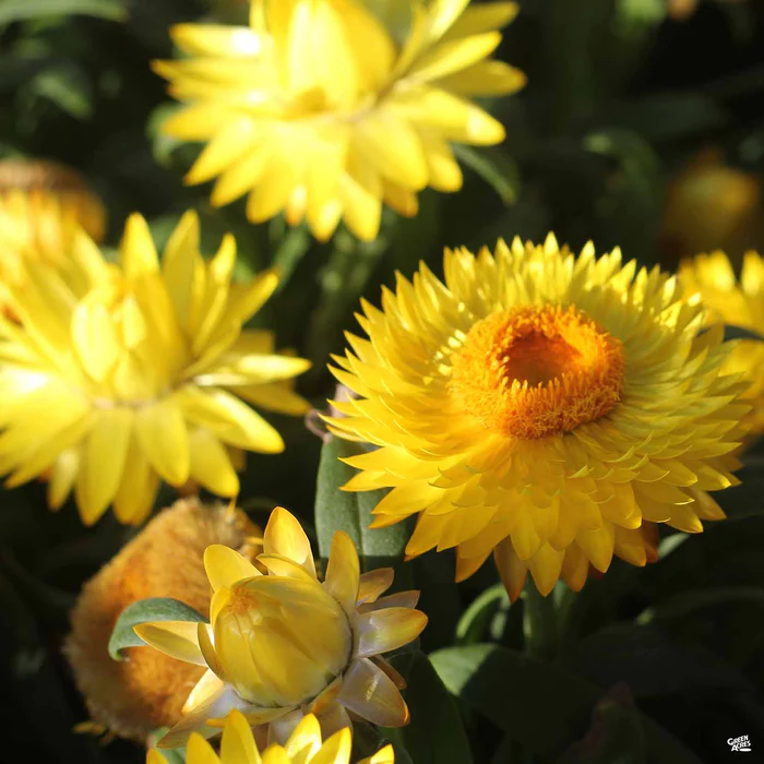 3298-bush-strawflower-1.webp Bush Strawflower