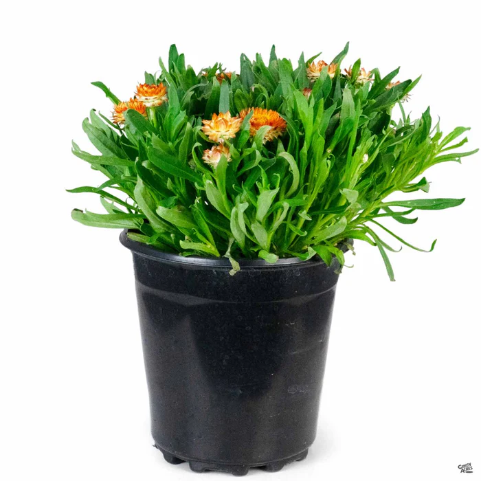3298-bush-strawflower-2.webp Bush Strawflower