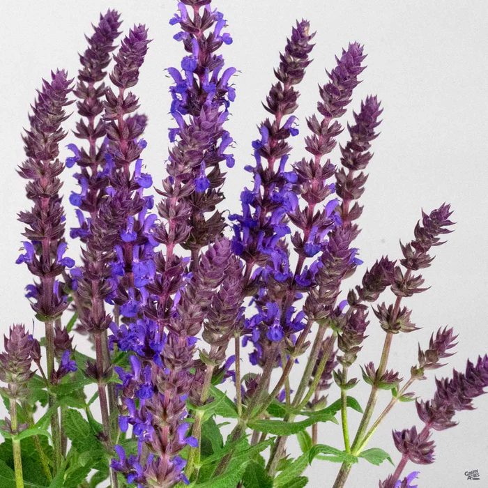 Woodland Sage