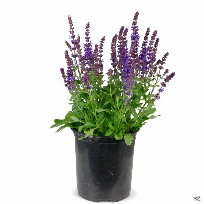 Woodland Sage