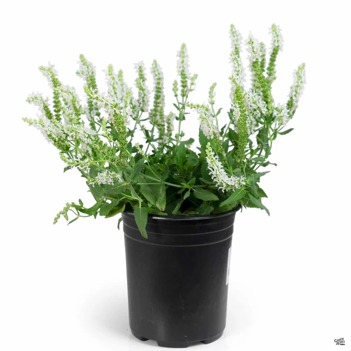 Woodland Sage