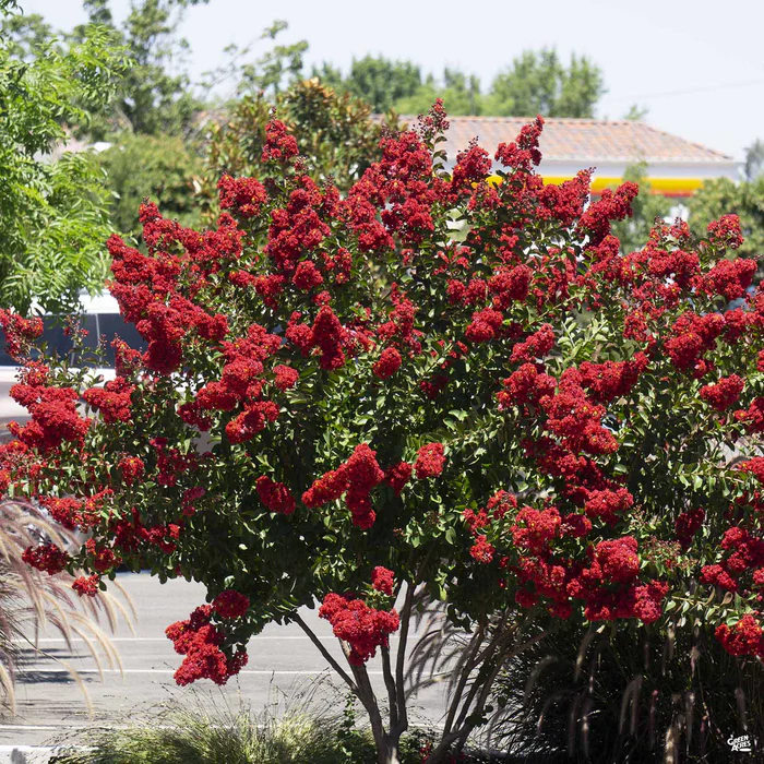 Crape Myrtle 'Dynamite' Multi-Trunk