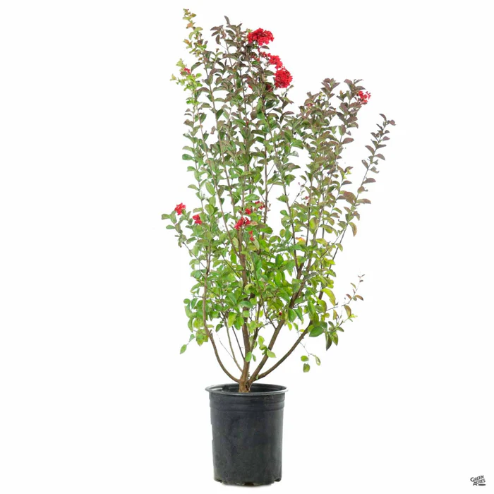 Crape Myrtle 'Dynamite' Multi-Trunk