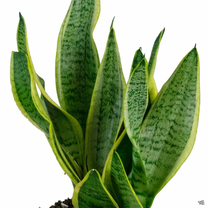 Snake Plant 'Superba Compact'
