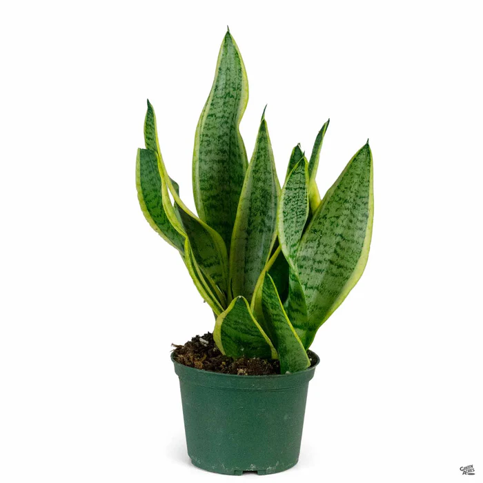 Snake Plant 'Superba Compact'