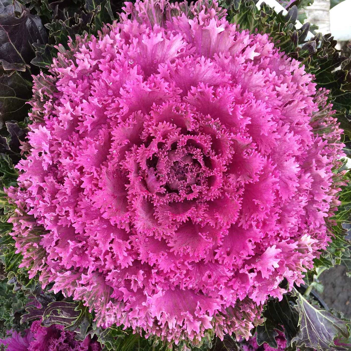 331-ornamental-cabbage-kale-1.webp Ornamental Cabbage/Kale