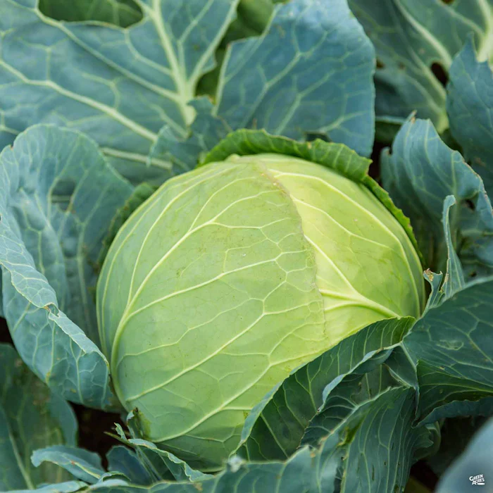 Cabbage ‘Green’