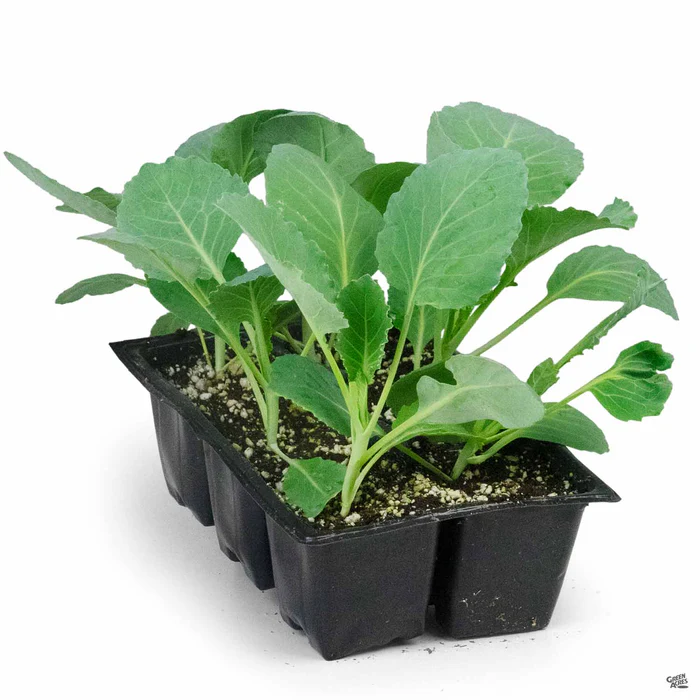 Cabbage ‘Green’