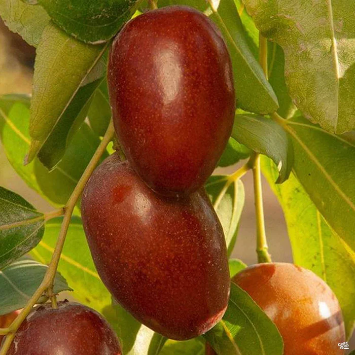 Jujube 'GA 866'