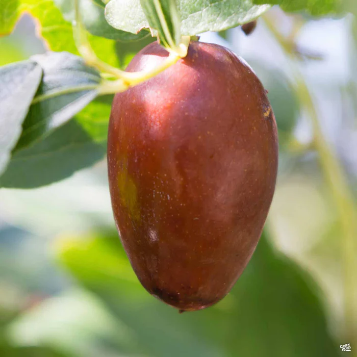 Jujube 'GA 866'