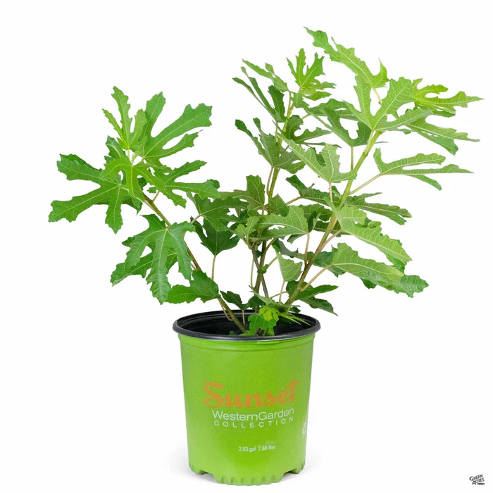 Fig 'Little Miss Figgy'