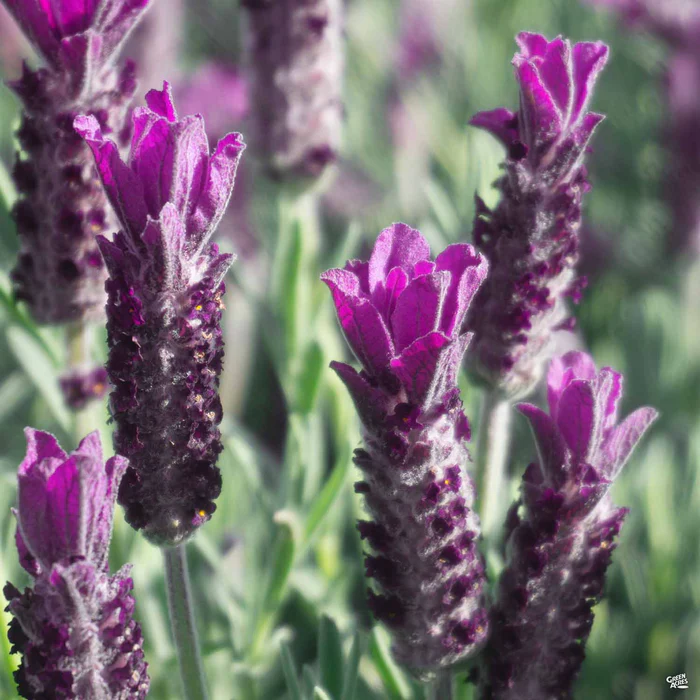 3344-lavender-anouk-deep-rose-1.webp Lavender 'Anouk Deep Rose'