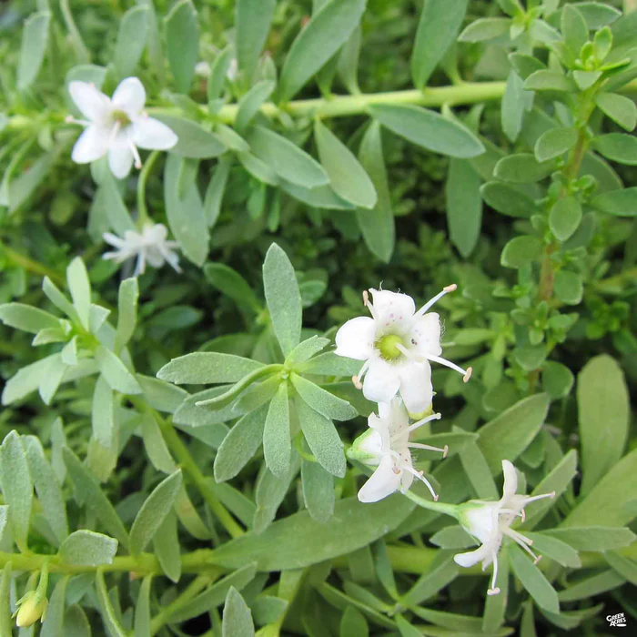 3345-white-myoporum-1.webp White Myoporum