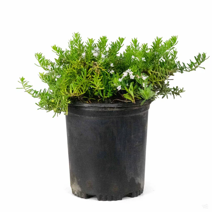 3345-white-myoporum-2.webp White Myoporum