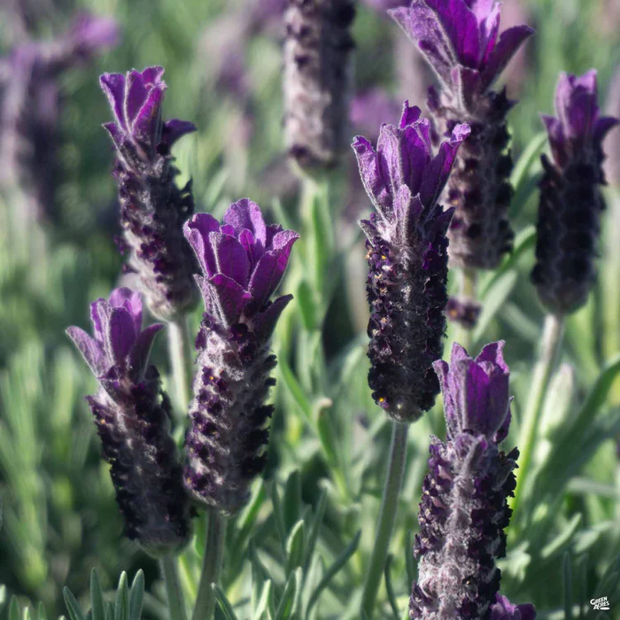 3346-lavender-anouk-double-1.webp Lavender 'Anouk Double'