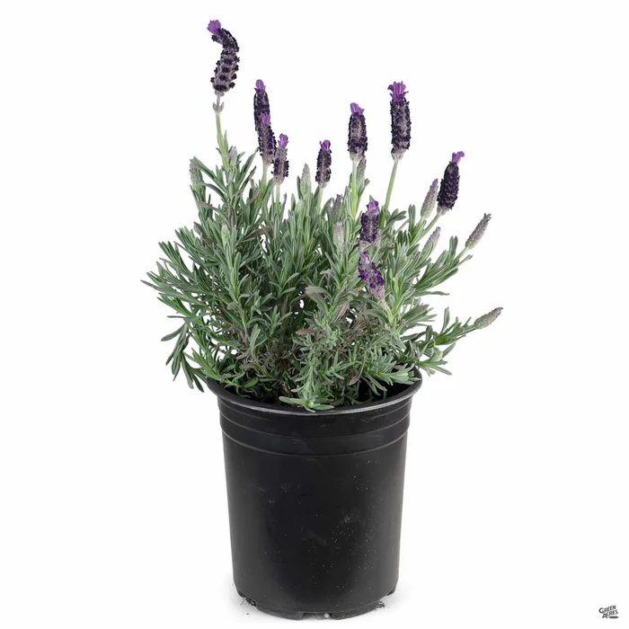 3346-lavender-anouk-double-2.webp Lavender 'Anouk Double'