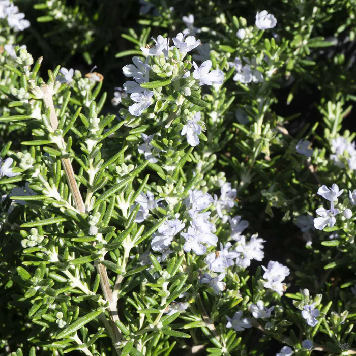 Trailing Rosemary Herb