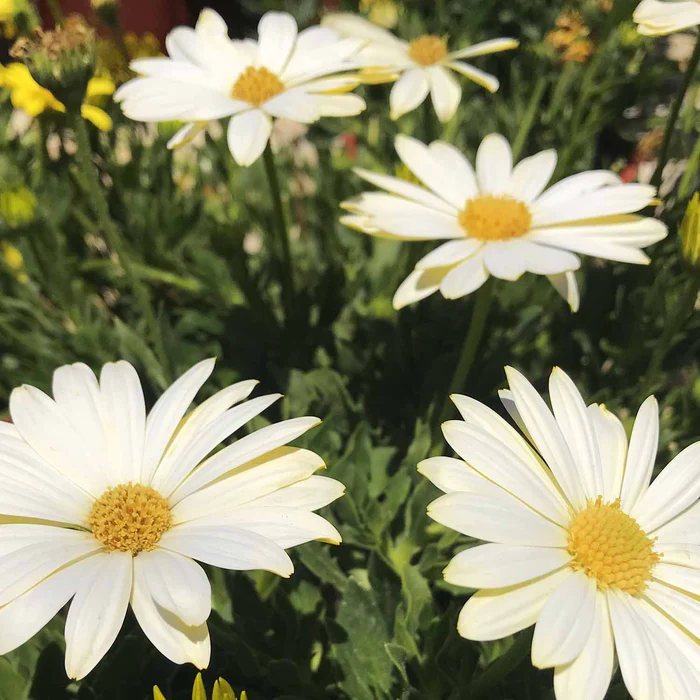 335-african-daisy-1.webp African Daisy