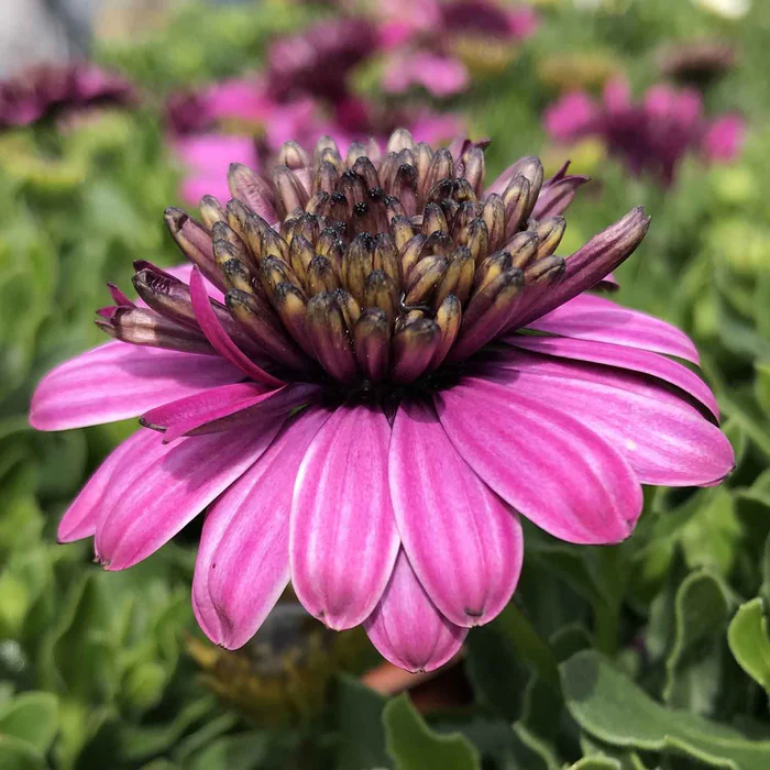 335-african-daisy-10.webp African Daisy