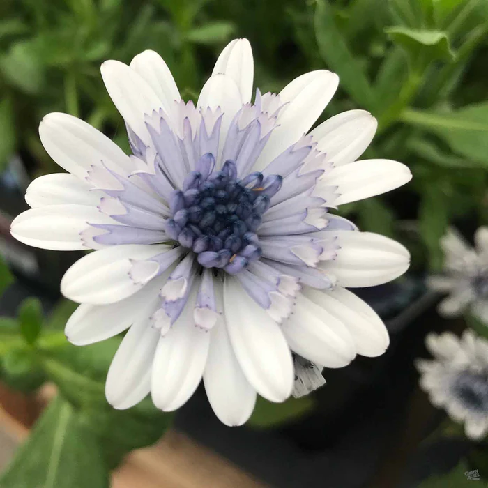 335-african-daisy-11.webp African Daisy