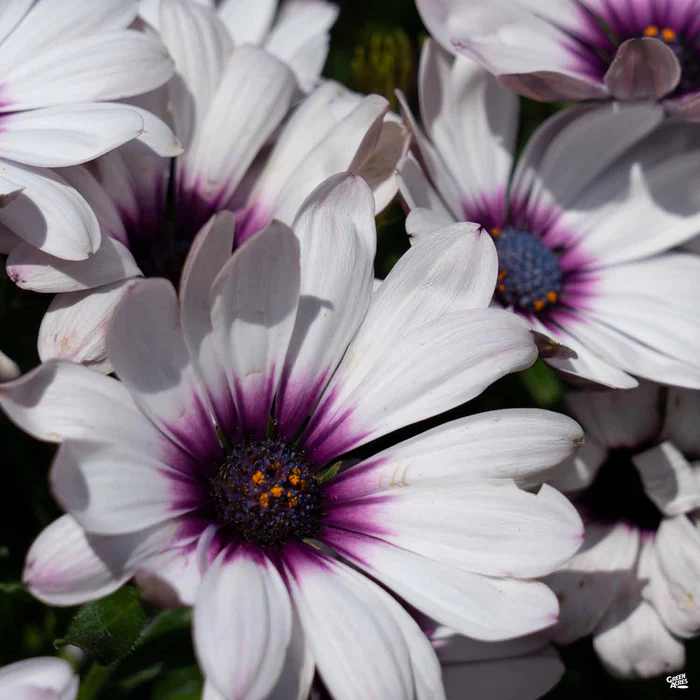 335-african-daisy-12.webp African Daisy