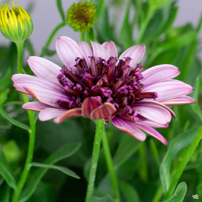 335-african-daisy-13.webp African Daisy